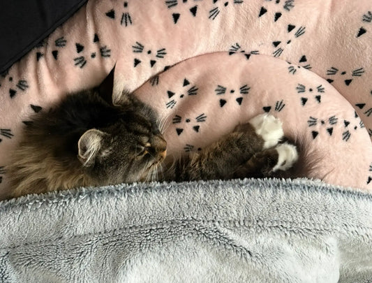 Nala dans son dodo artisanal rose motifs pattes de chats, avec plaid