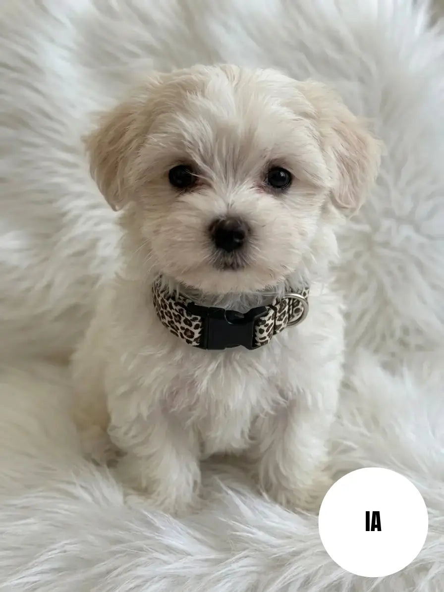 Photo générée d'une IA d'un petit chien portant notre collier fait main aux motifs léopard beige