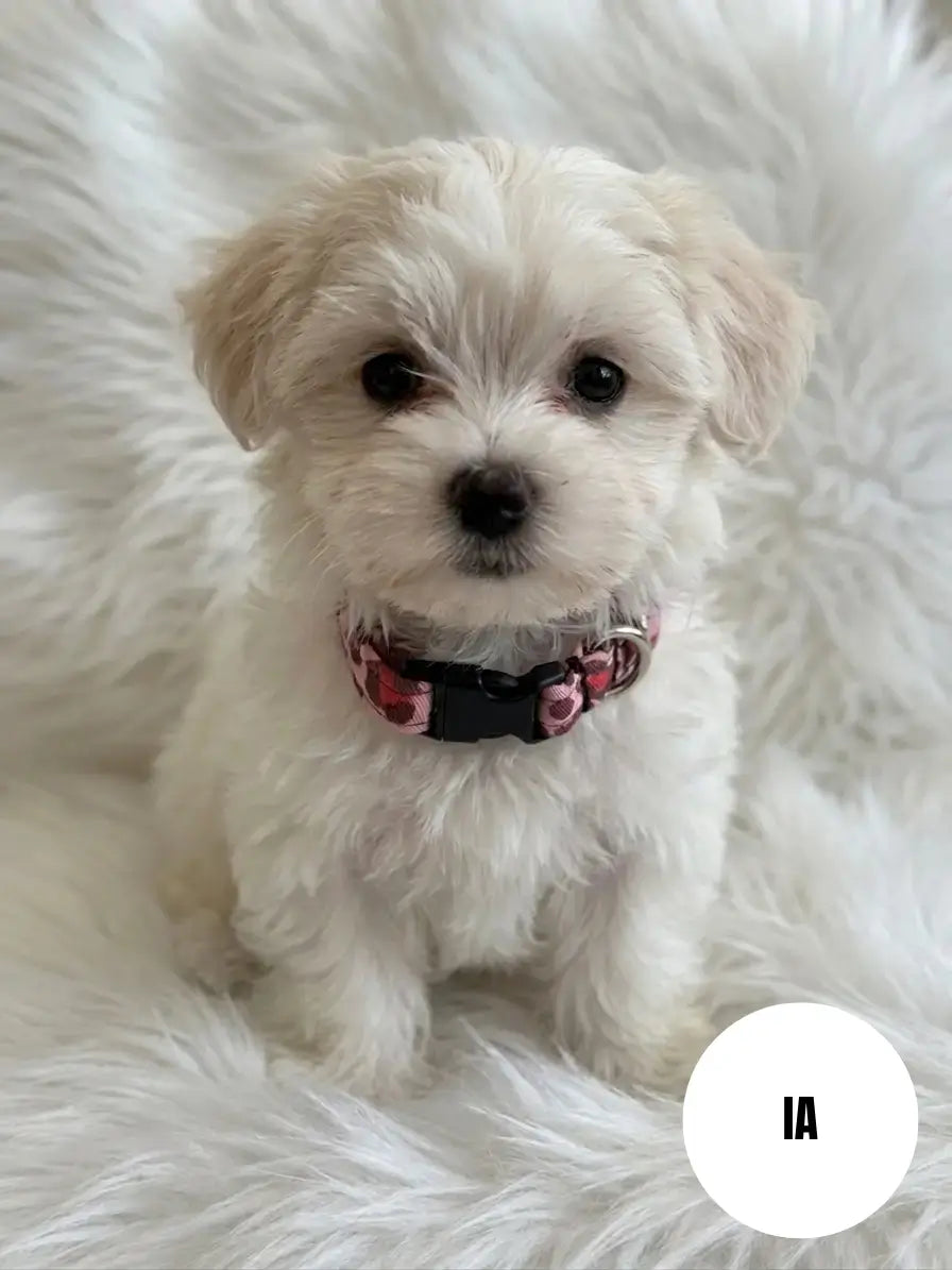 Photo générée d'une IA d'un petit chien portant notre collier fait main aux motifs léopard rouge