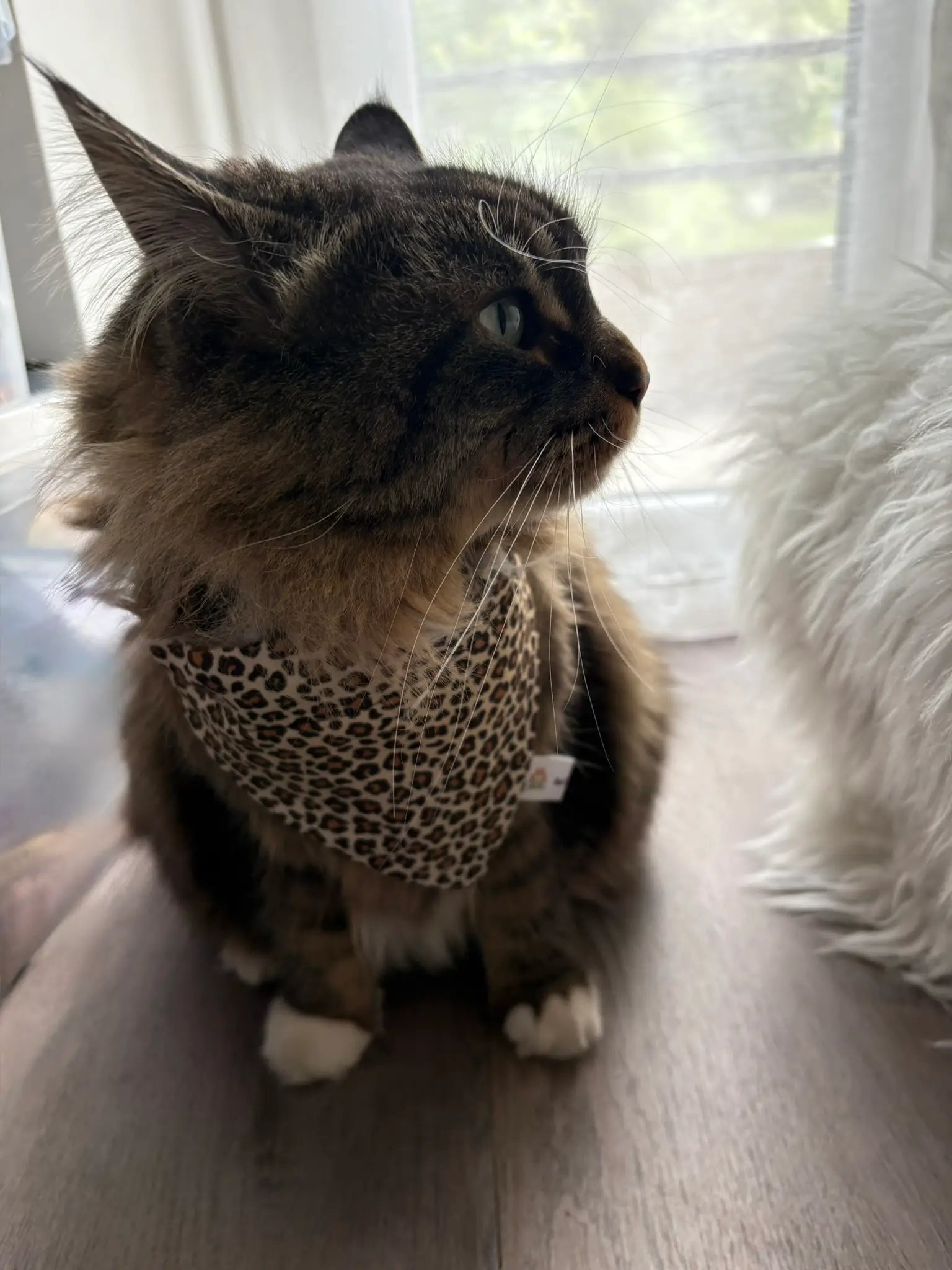 Nala et le bandana à insérer par le collier léopard beige et marron
