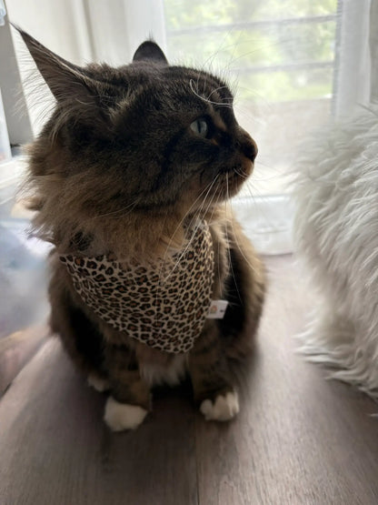 Nala et le bandana à insérer par le collier léopard beige et marron