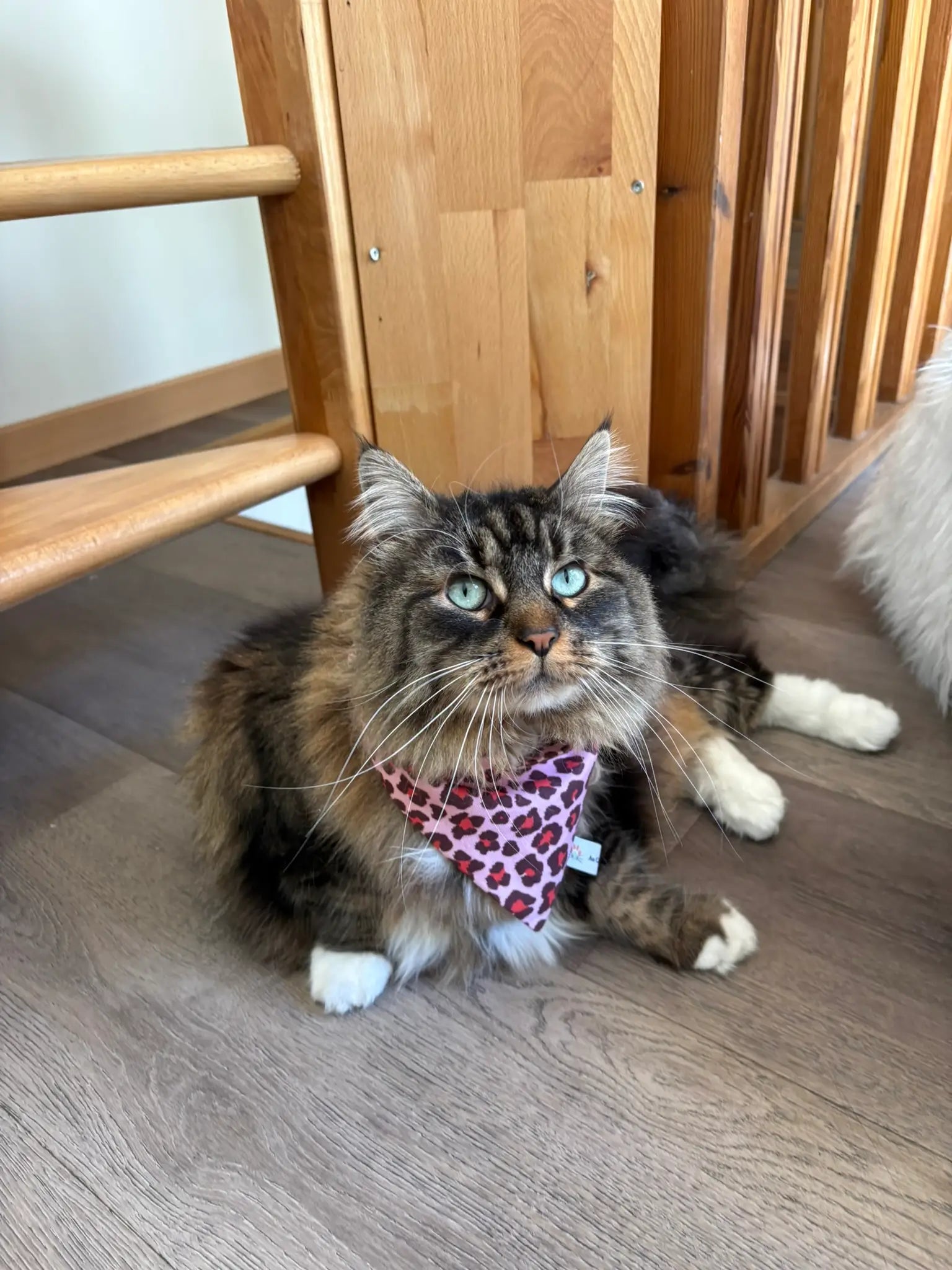 Nala et le bandana à insérer par le collier léopard rouge