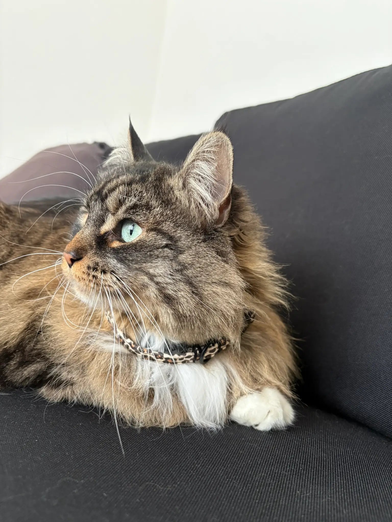 Nala et le collier anti-étranglement léopard beige et marron
