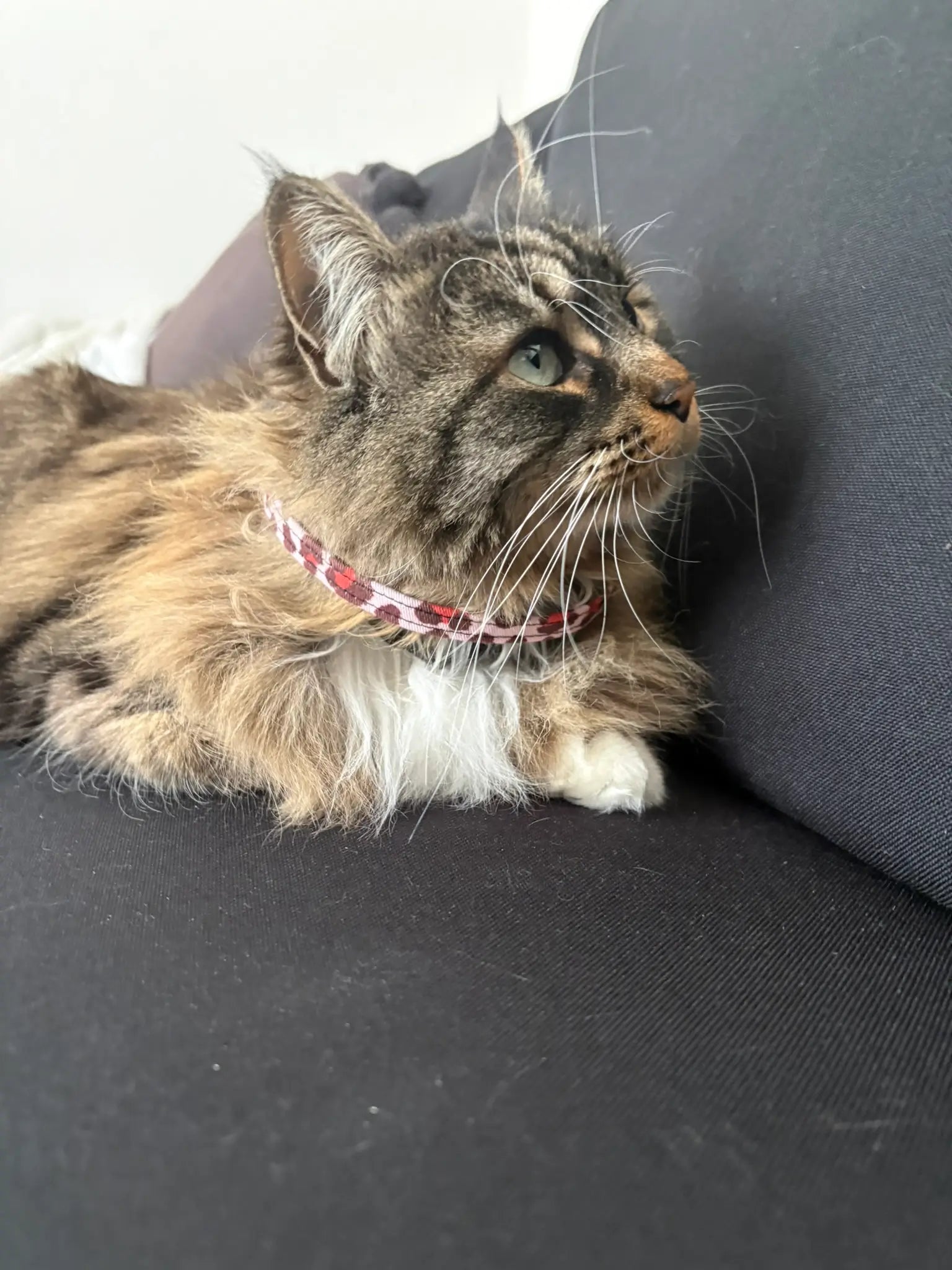 Nala et le collier anti-étranglement léopard rouge