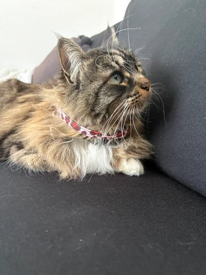 Nala et le collier anti-étranglement léopard rouge