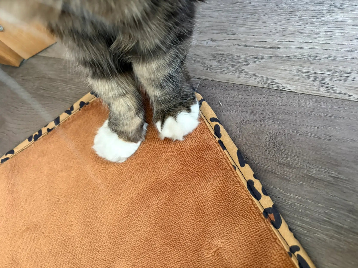Les jolies pattounes de Nala sur un essuie-pattounes