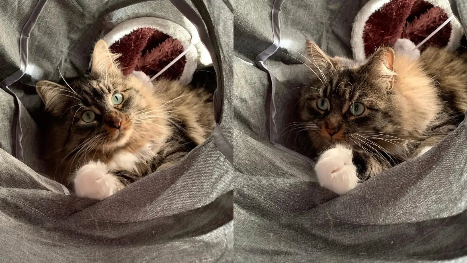 Montage photo de Nala dans son tunnel de jeu