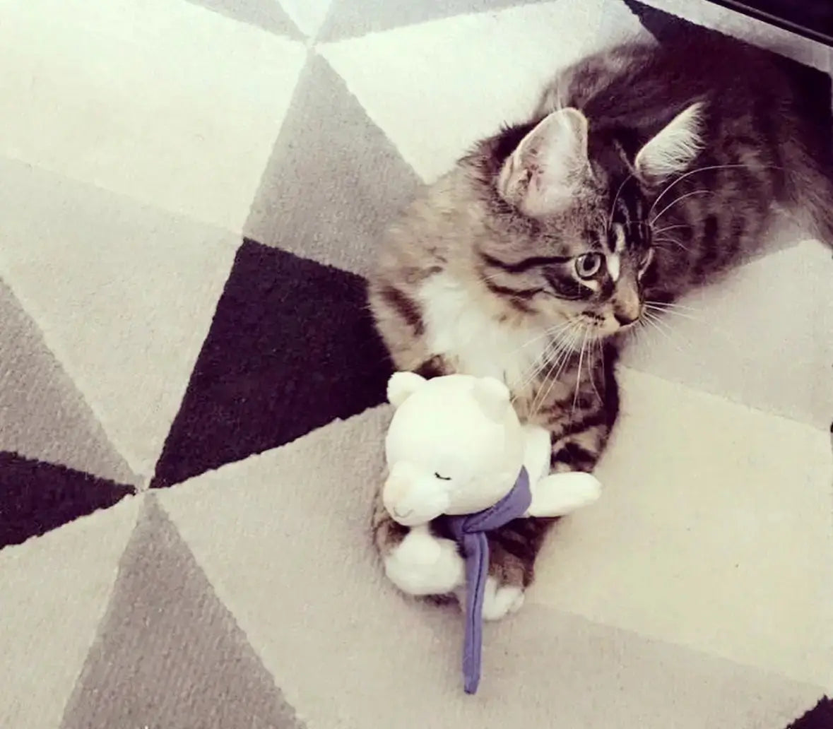 Photo de Nala chaton et son doudou